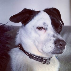 Meet your Posher, Ddog